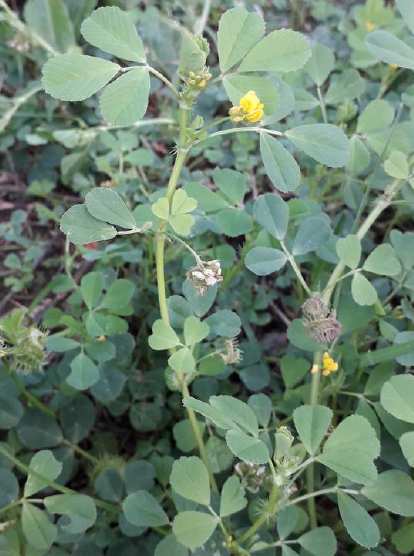 Annexe Medicago praecox_1.jpg