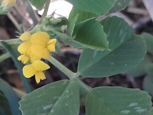 Annexe Medicago praecox_3.jpg