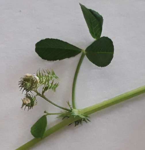 Annexe Medicago praecox_4.jpg