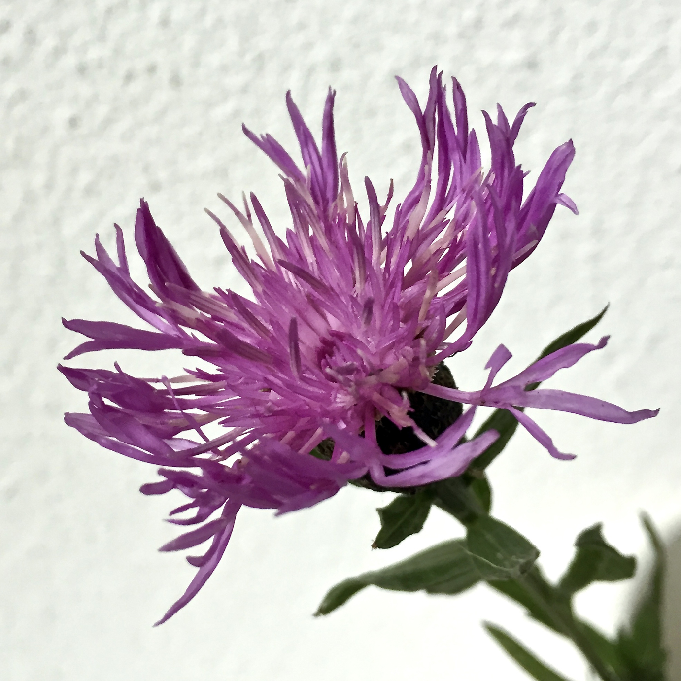 Annexe 1.fleur-centaurea.jpg