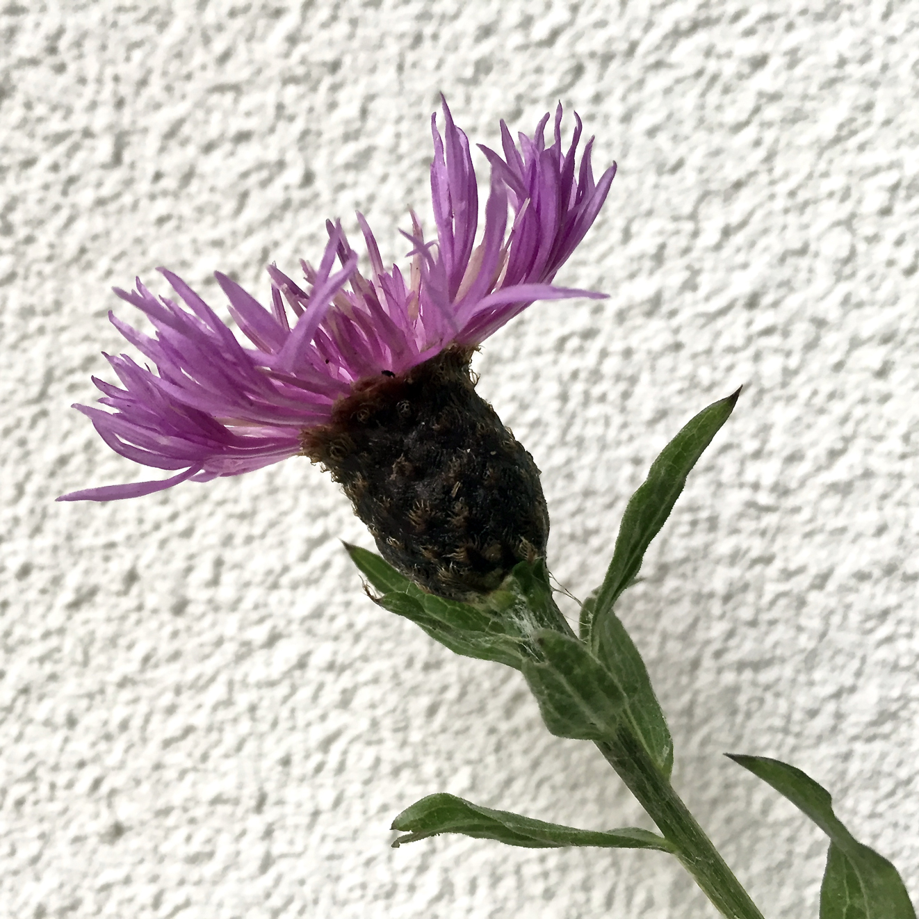 Annexe 2.Involucre-centaurea.jpg