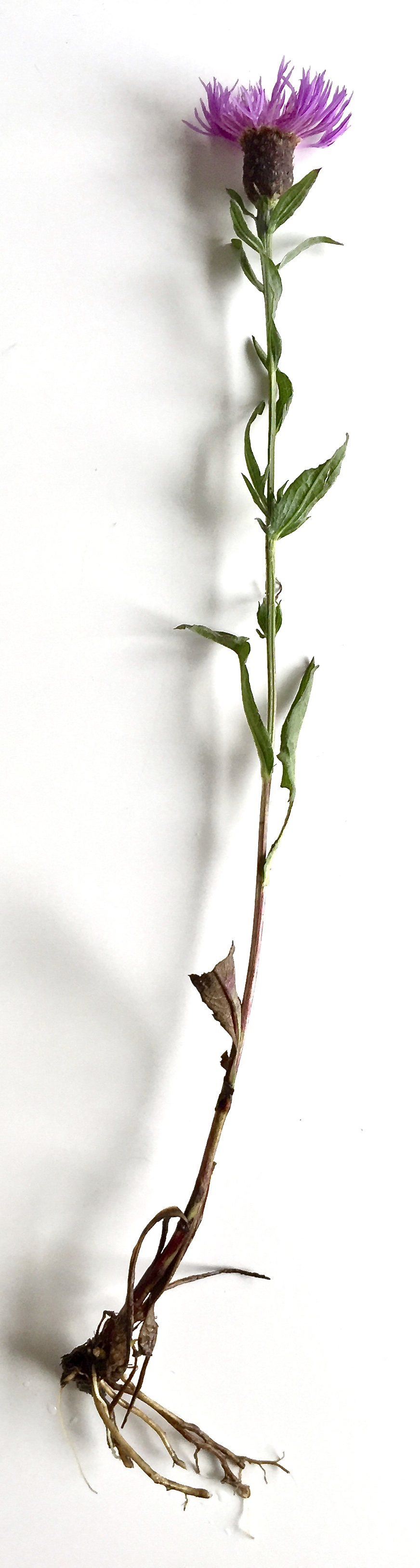 Annexe 3.appareil-vegetatif-centaurea.jpg