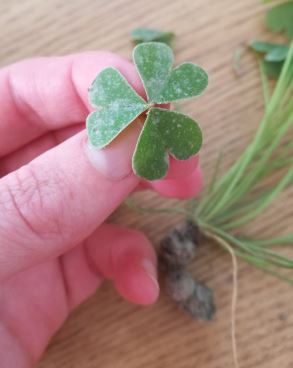 Annexe feuille oxalis.JPG