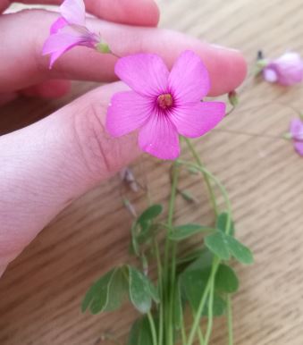 Annexe fleur oxalis.JPG