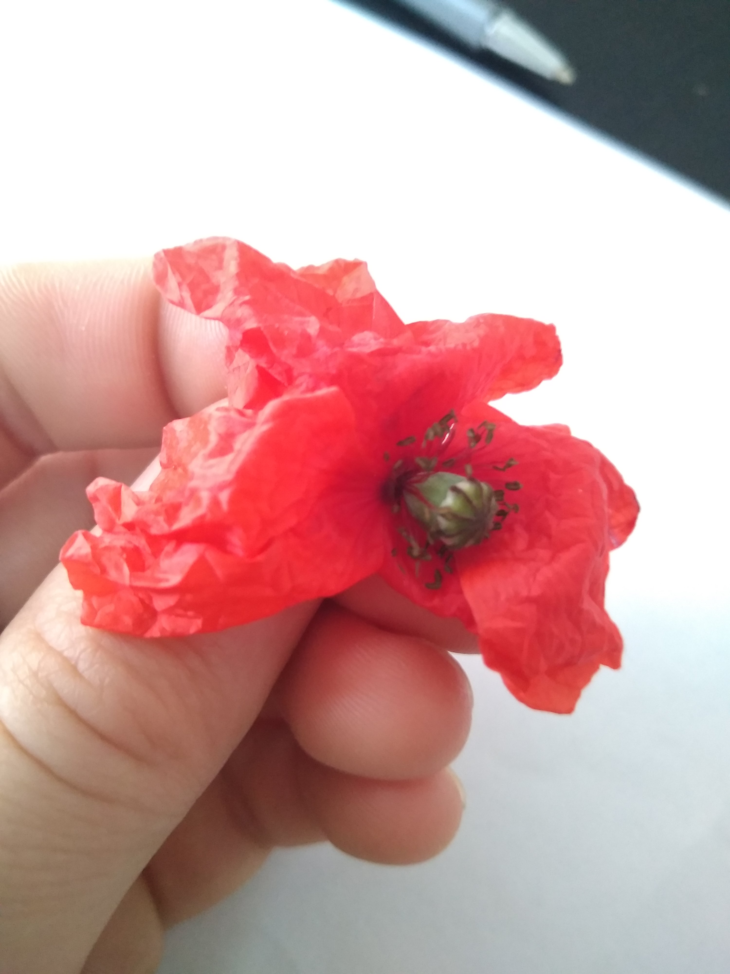 Annexe Coquelicot 2.jpg