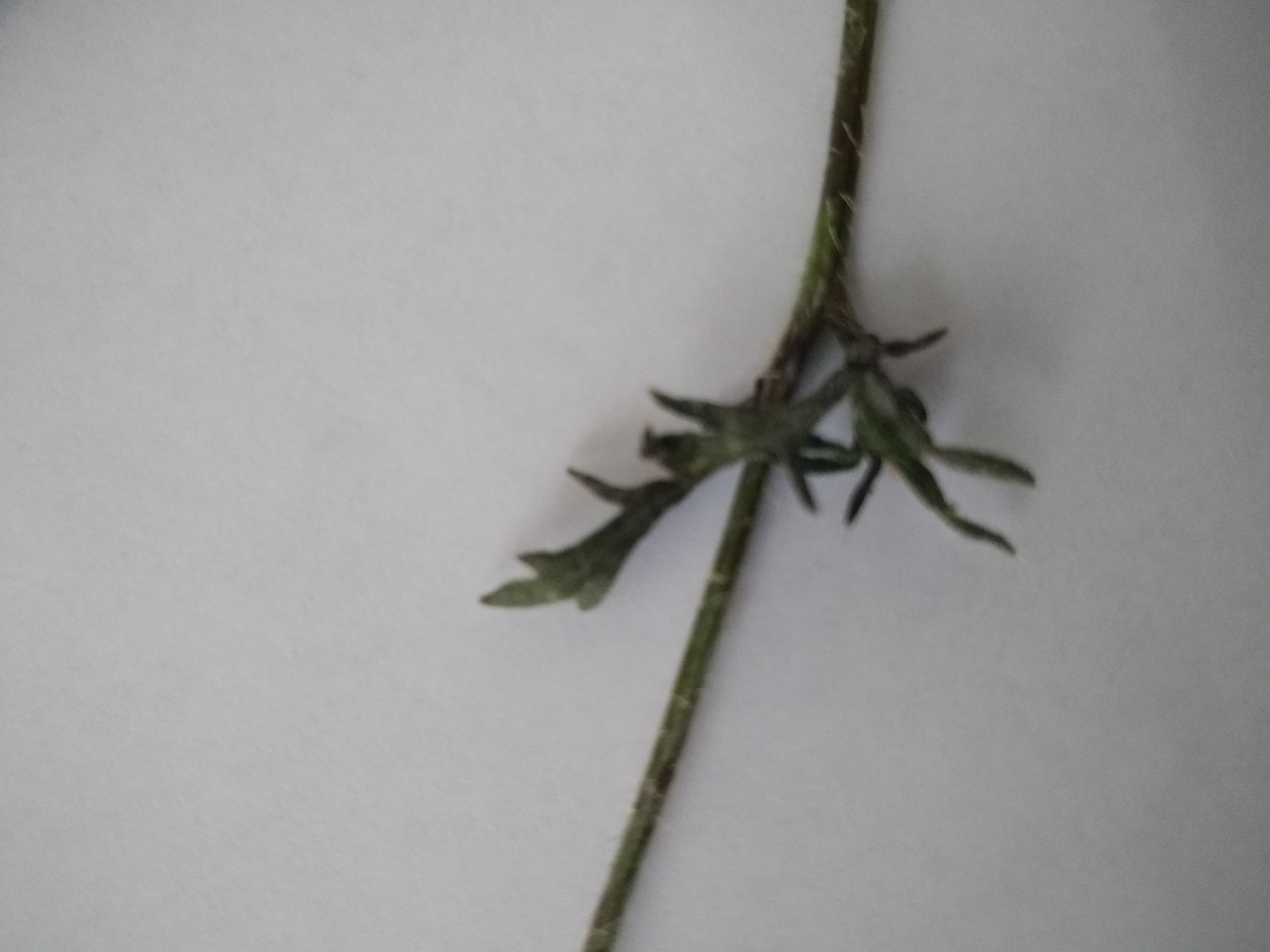 Annexe Coquelicot 3.jpg