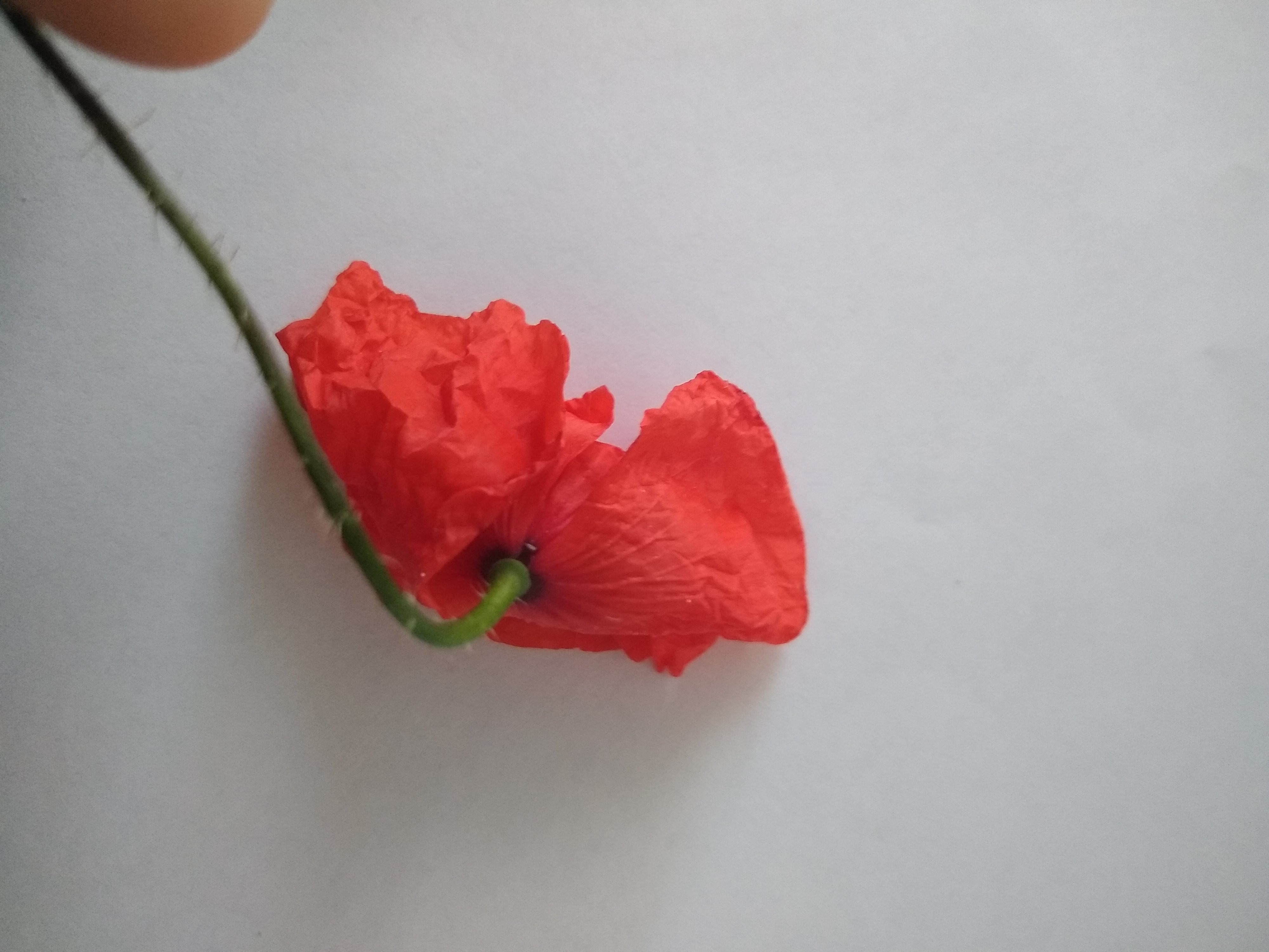 Annexe Coquelicot.jpg