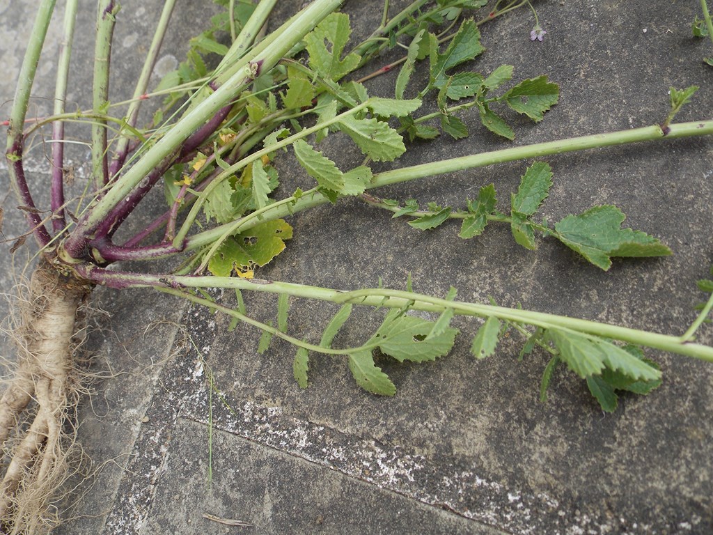 Annexe DSCN5077 (1024x768).JPG