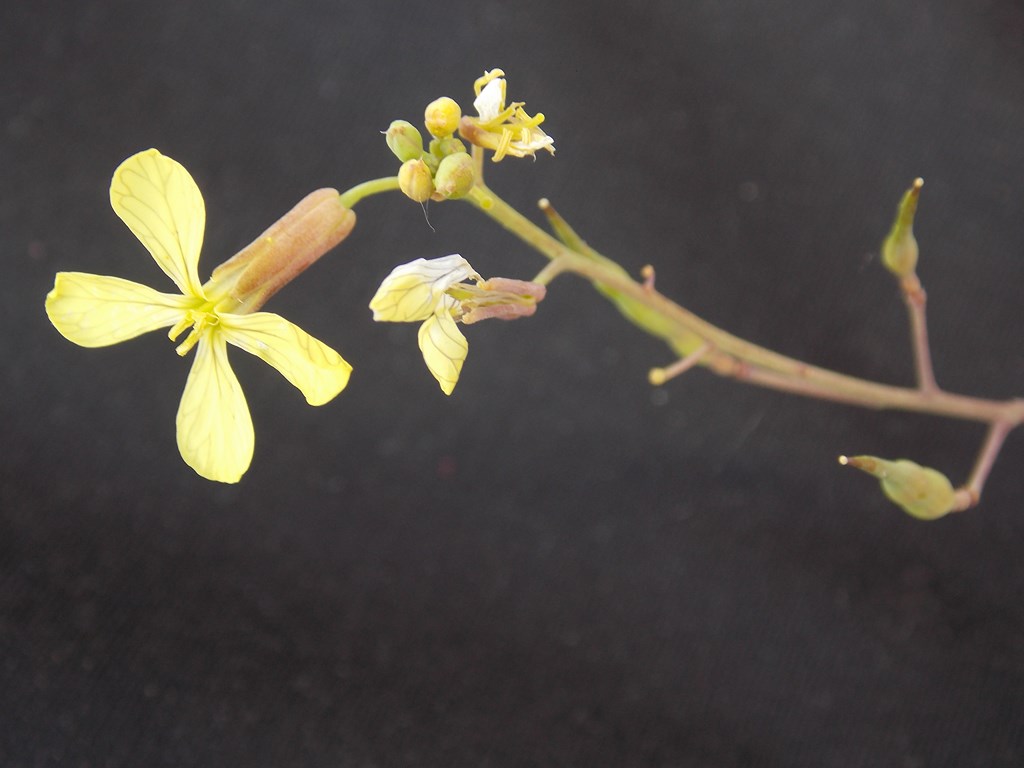 Annexe DSCN5083 (1024x768).JPG