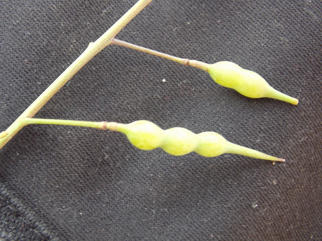 Annexe DSCN5085 (1024x768).JPG