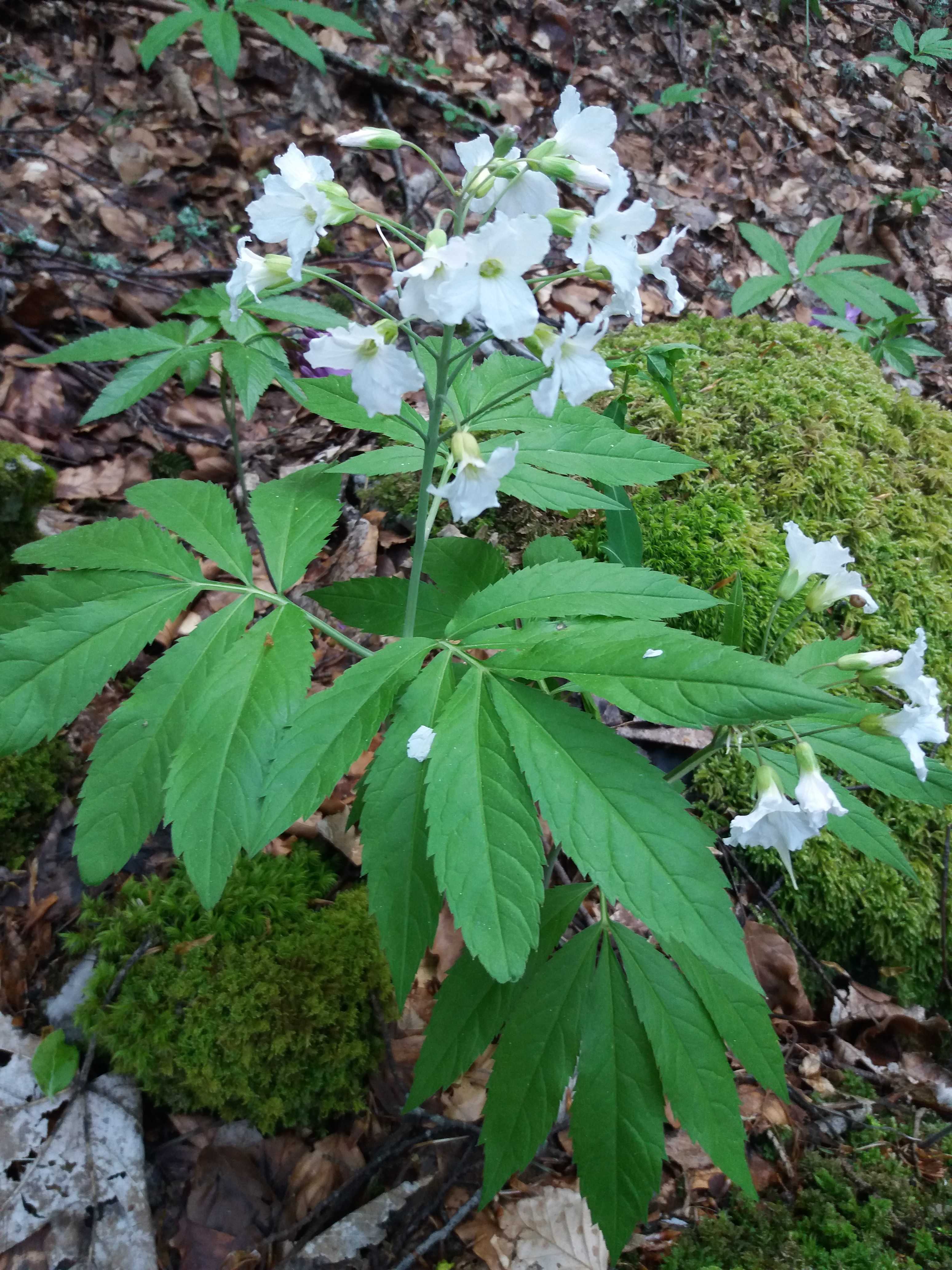 Annexe cardamine7-min.jpg