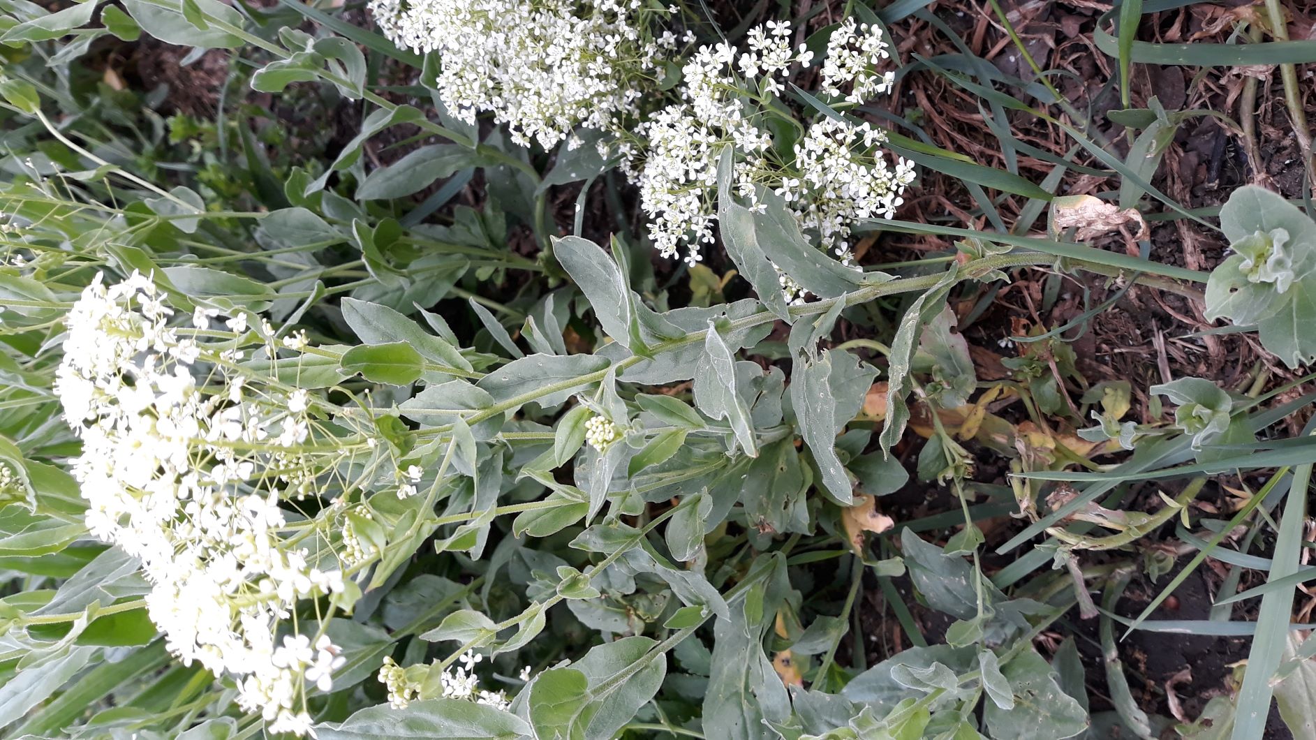 Annexe Lepidium draba.jpg