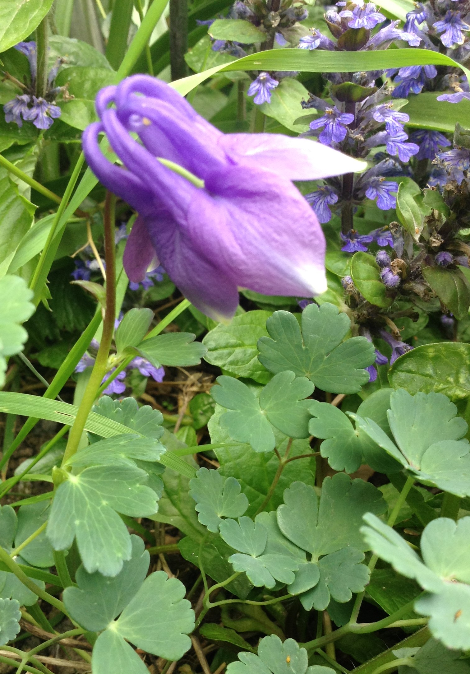 Annexe ancolie (1).jpg