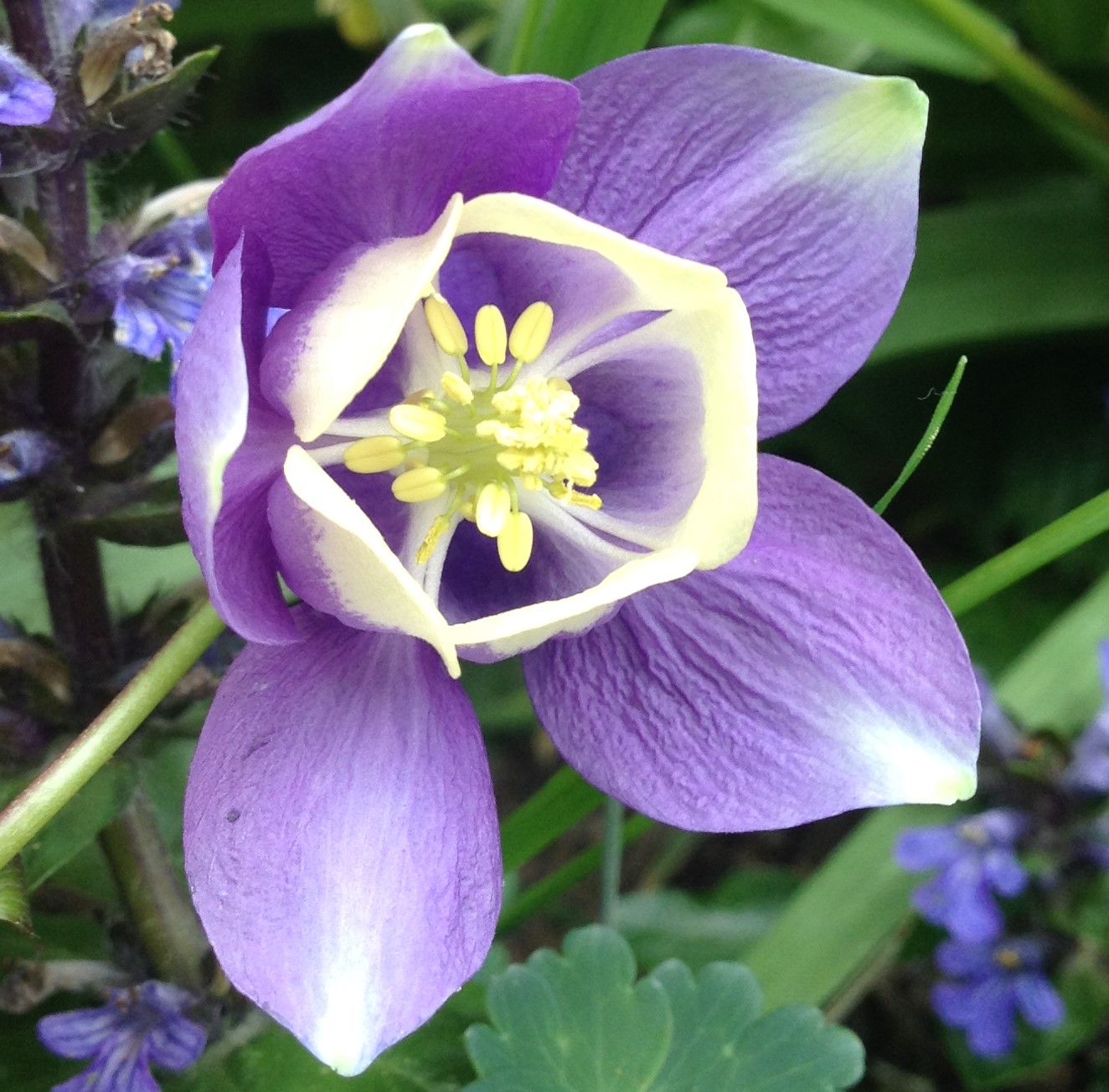 Annexe ancolie fleur.jpg