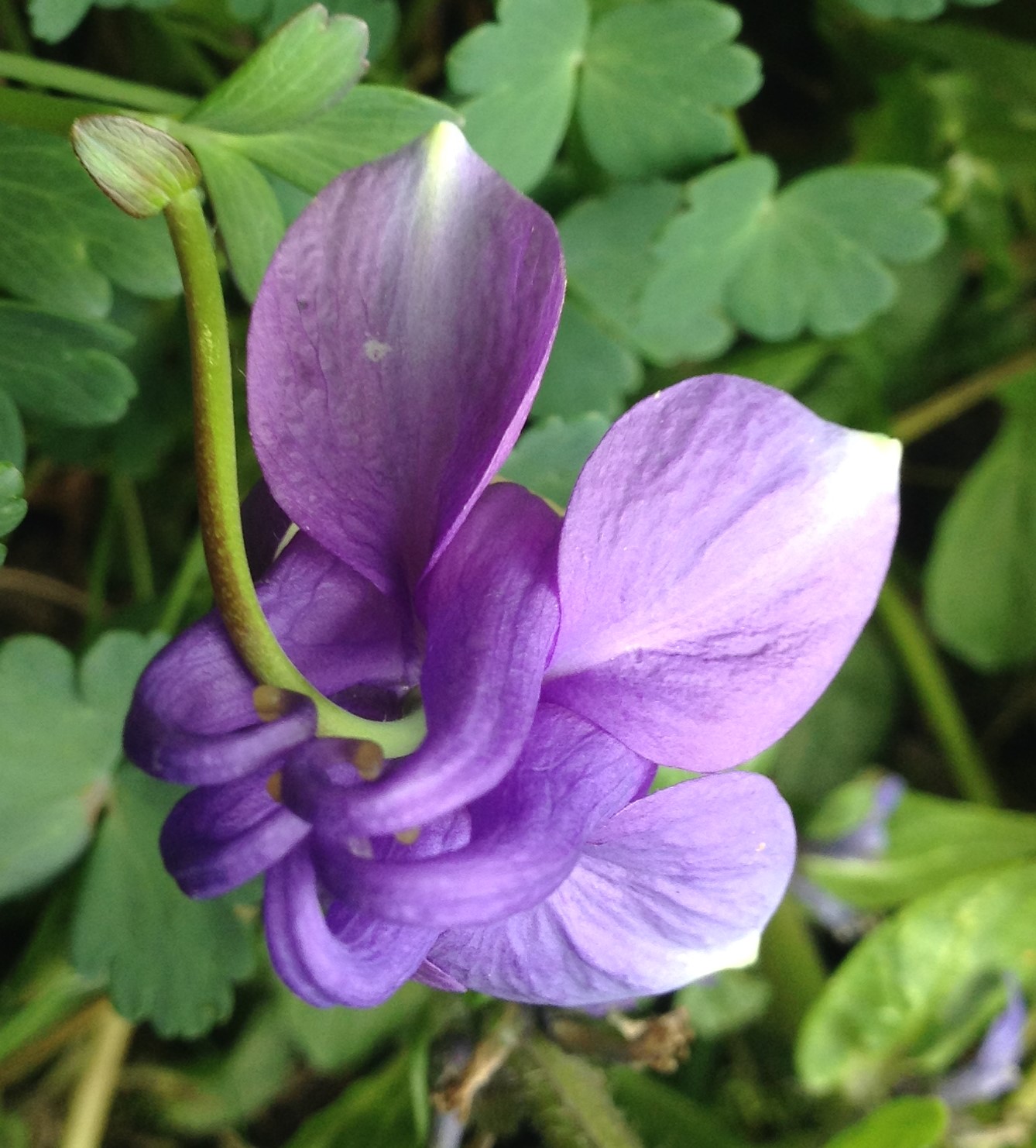 Annexe ancolie vd2.jpg