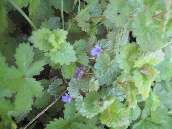 Annexe IMG_8158 - Copie2.JPG