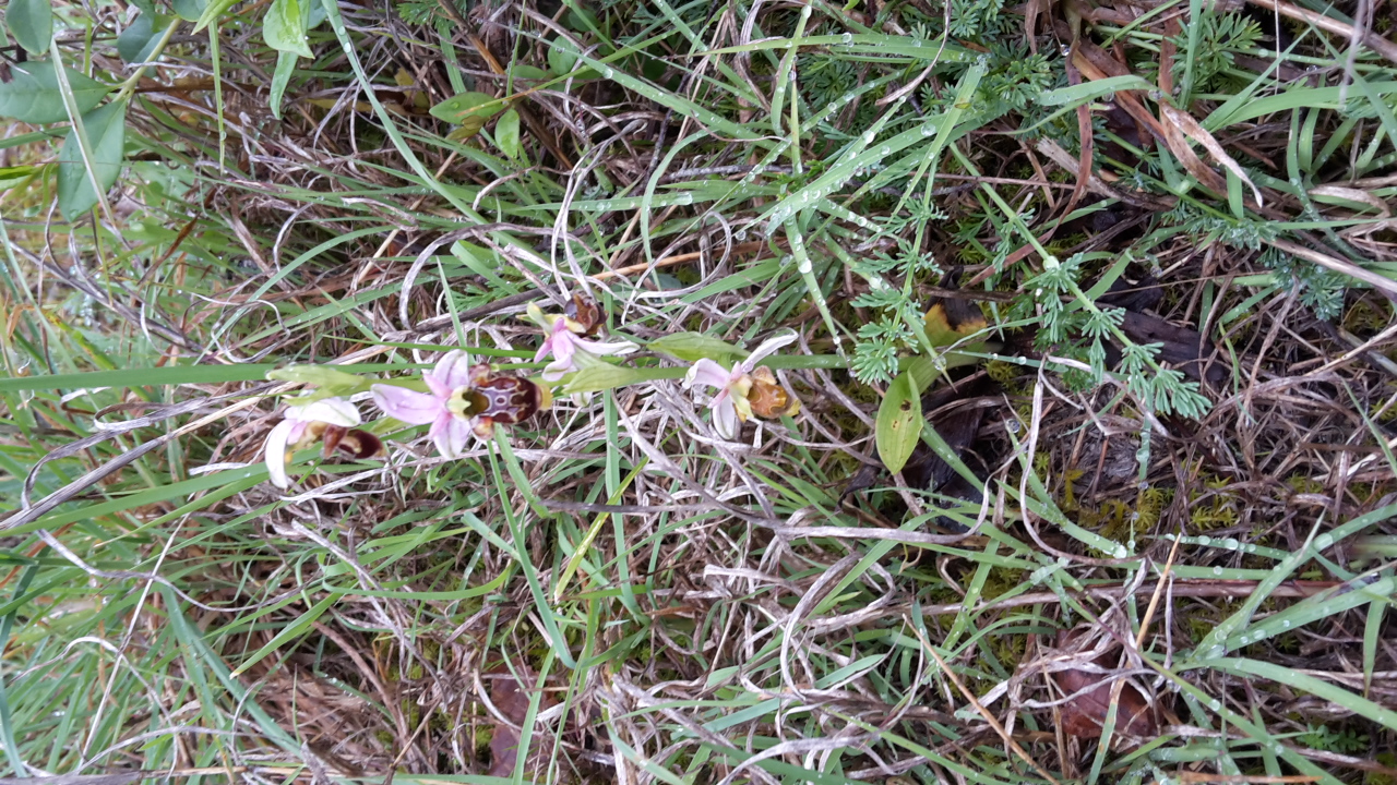 Annexe 20200422_172720.jpg