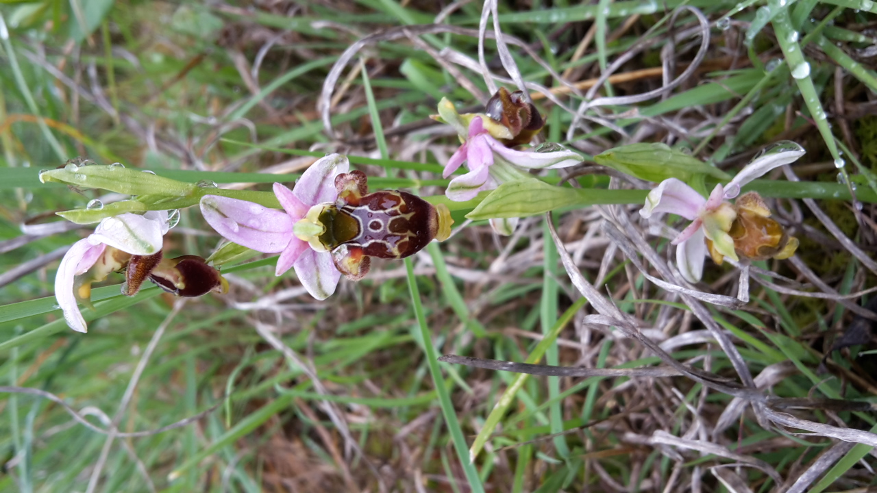 Annexe 20200422_172728.jpg