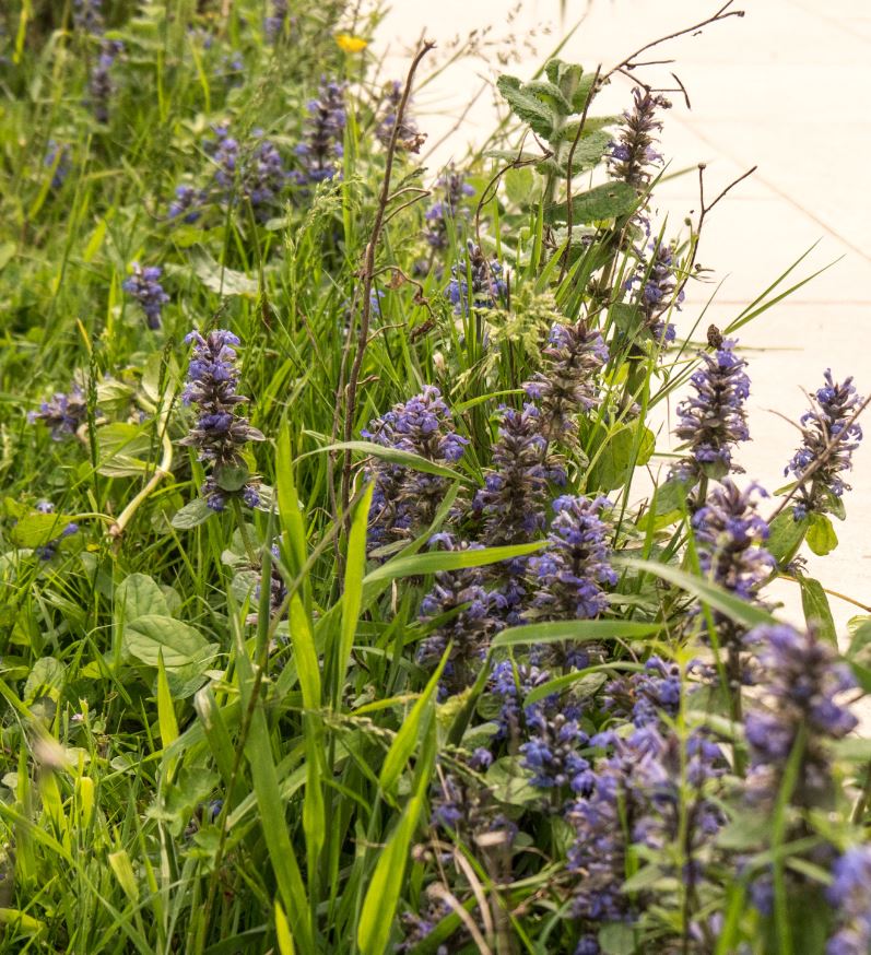 Annexe Bugle rampante en situation.JPG