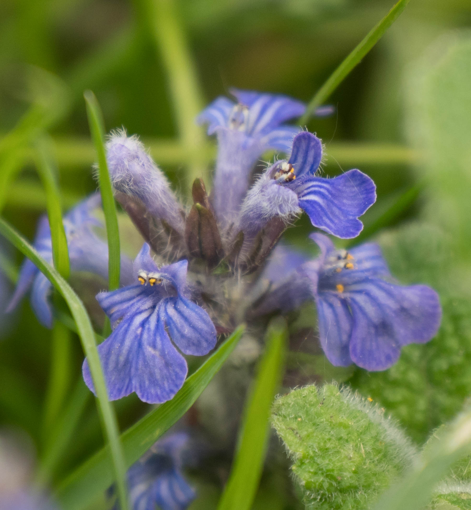 Annexe Bugle rampante fleurs.jpg