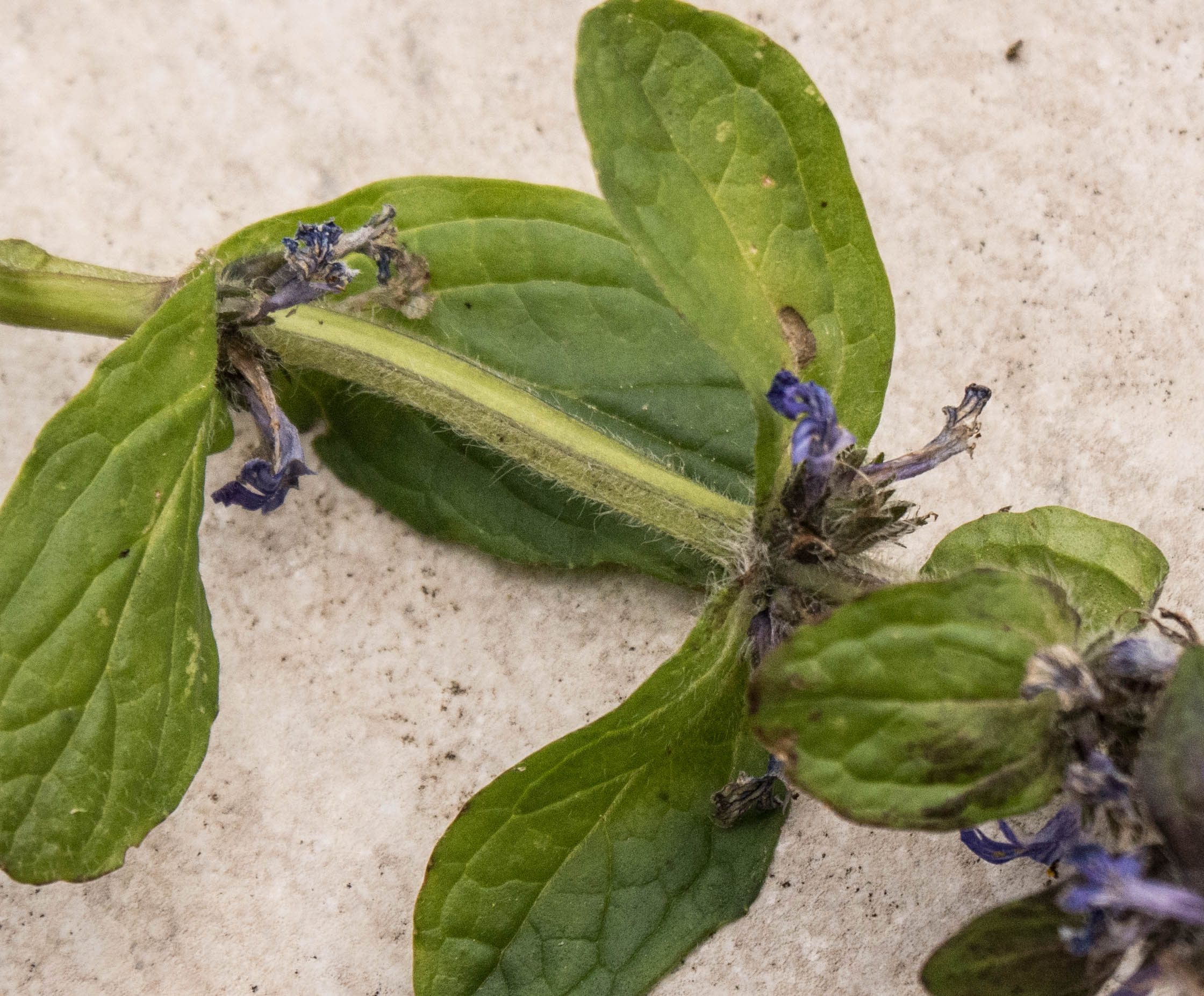 Annexe Bugle rampante tige velue sur 2 faces.jpg