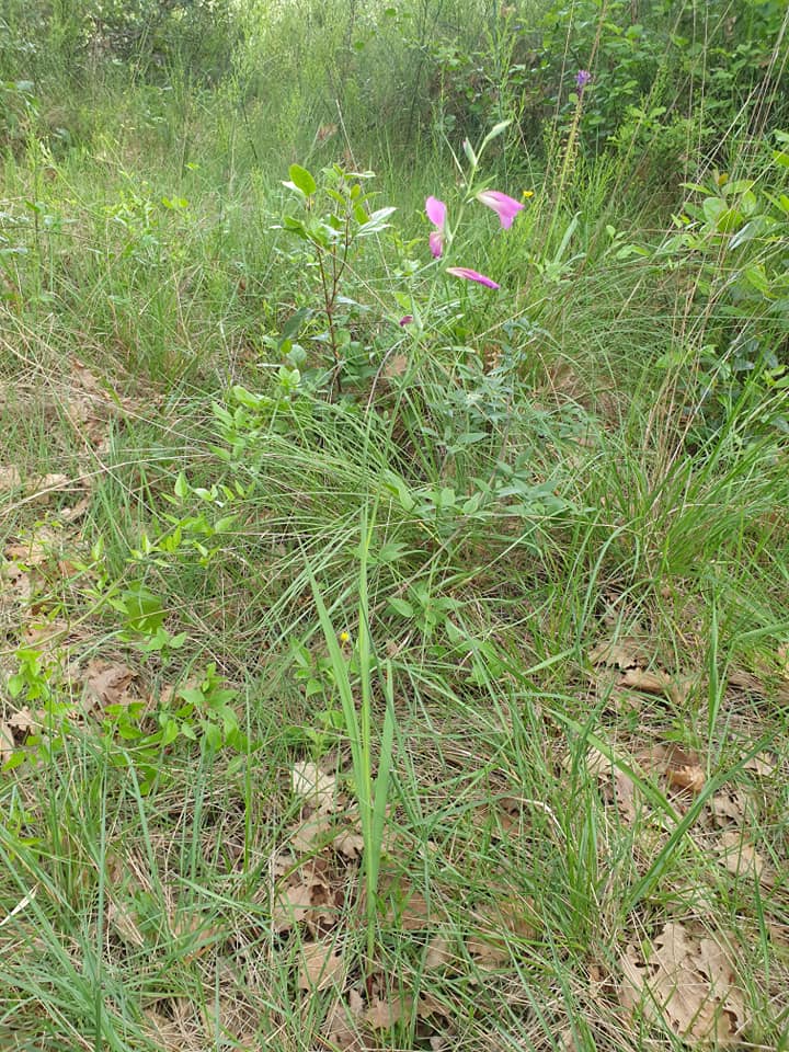 Annexe fleur inconnue 2.jpg