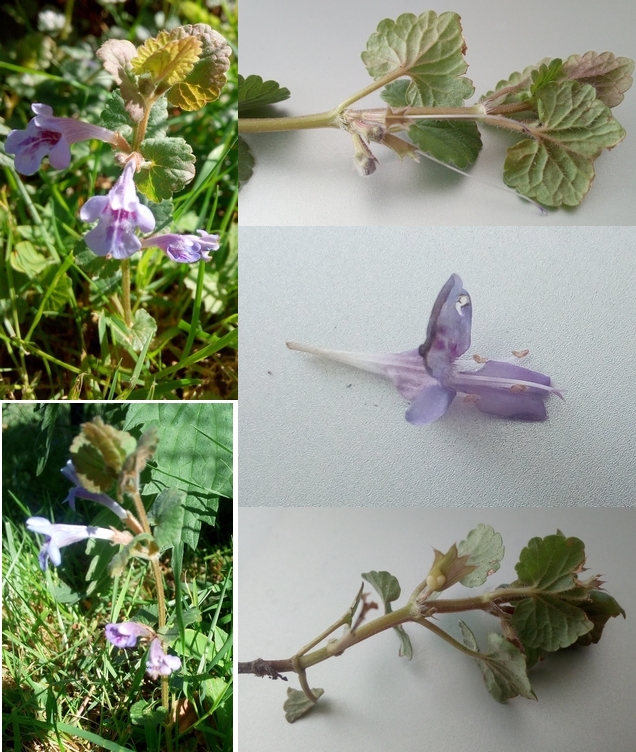 Annexe lierre-terrestre.jpg