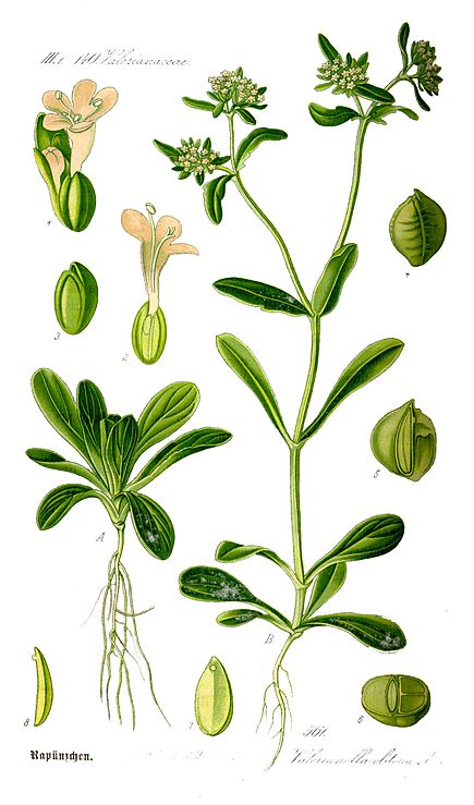 Annexe 435px-Illustration_Valerianella_locusta0.jpg