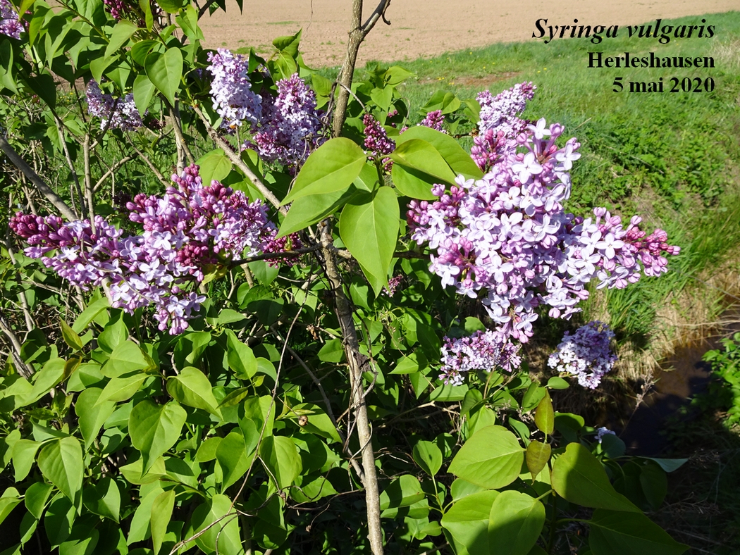 Annexe 1-Lilas-JLP.jpg