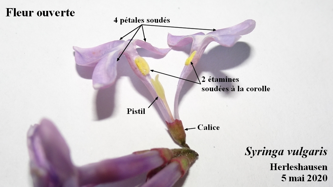 Annexe 2-Lilas-détails-JLP.jpg