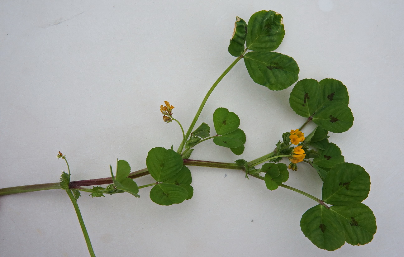 Annexe Luzerne Medicago arabica.JPG