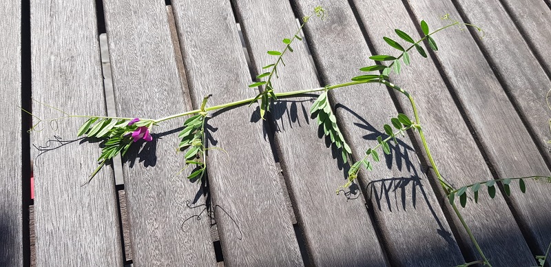 Annexe vicia-sativa.jpg