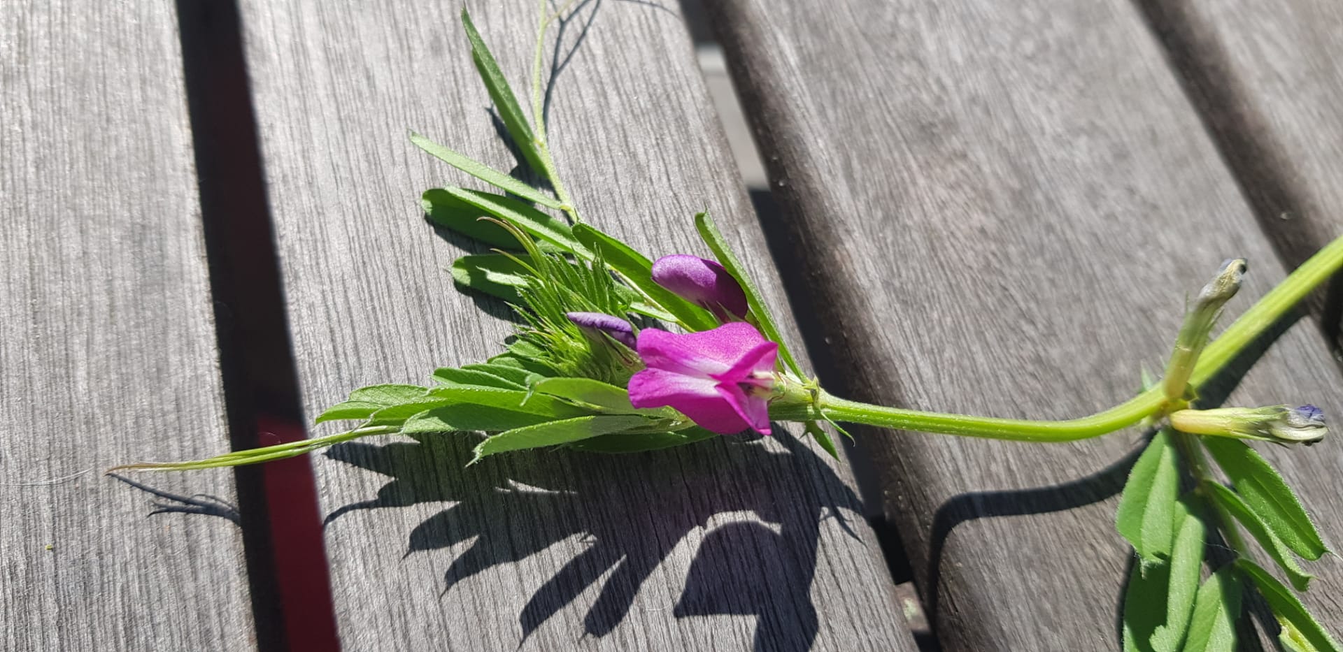 Annexe vicia-sativa2.jpg