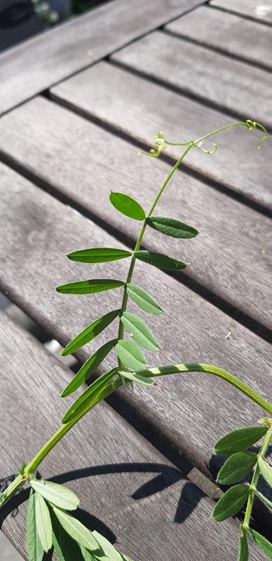 Annexe vicia-sativa3.jpg