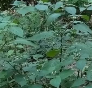 Annexe Plante à identifier.PNG