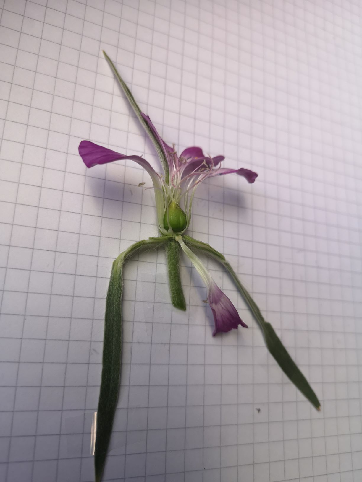 Annexe insertion pétales et étamines - 2M.jpg