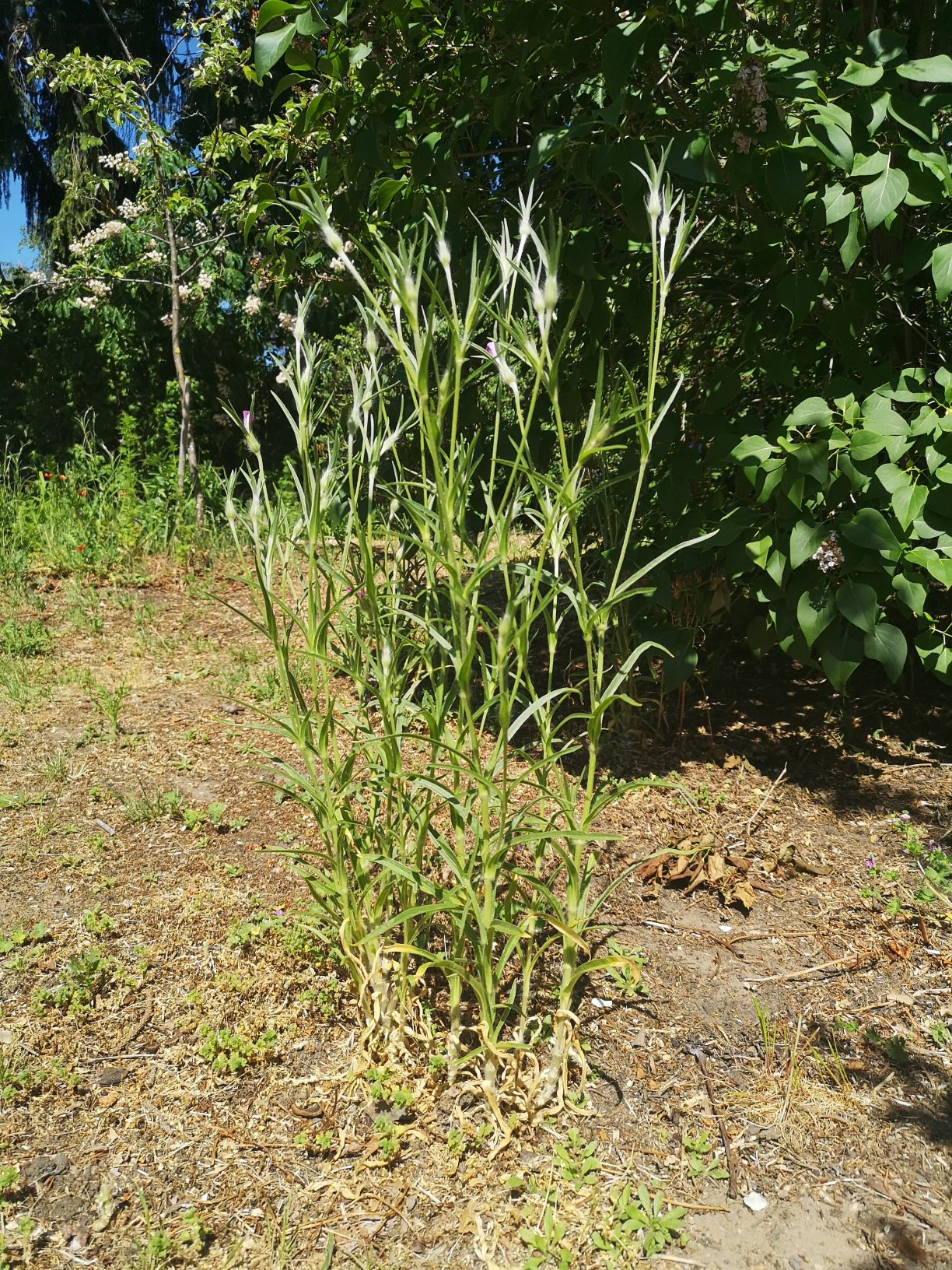 Annexe plante entière - 2M.jpg