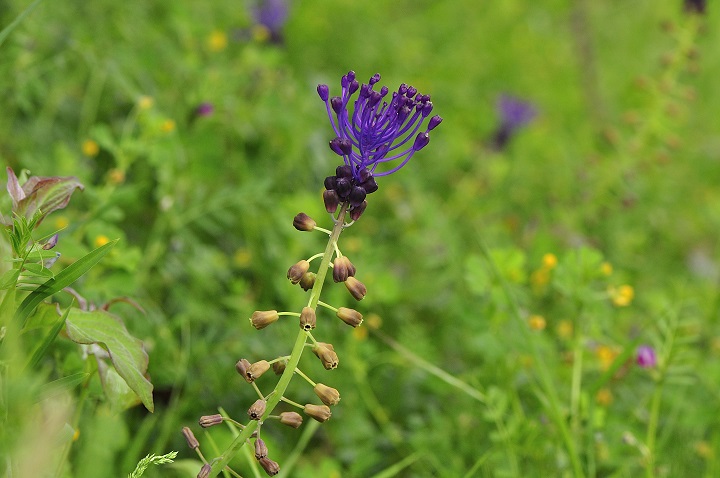 Annexe Muscari à toupet - Muscari comosum.JPG