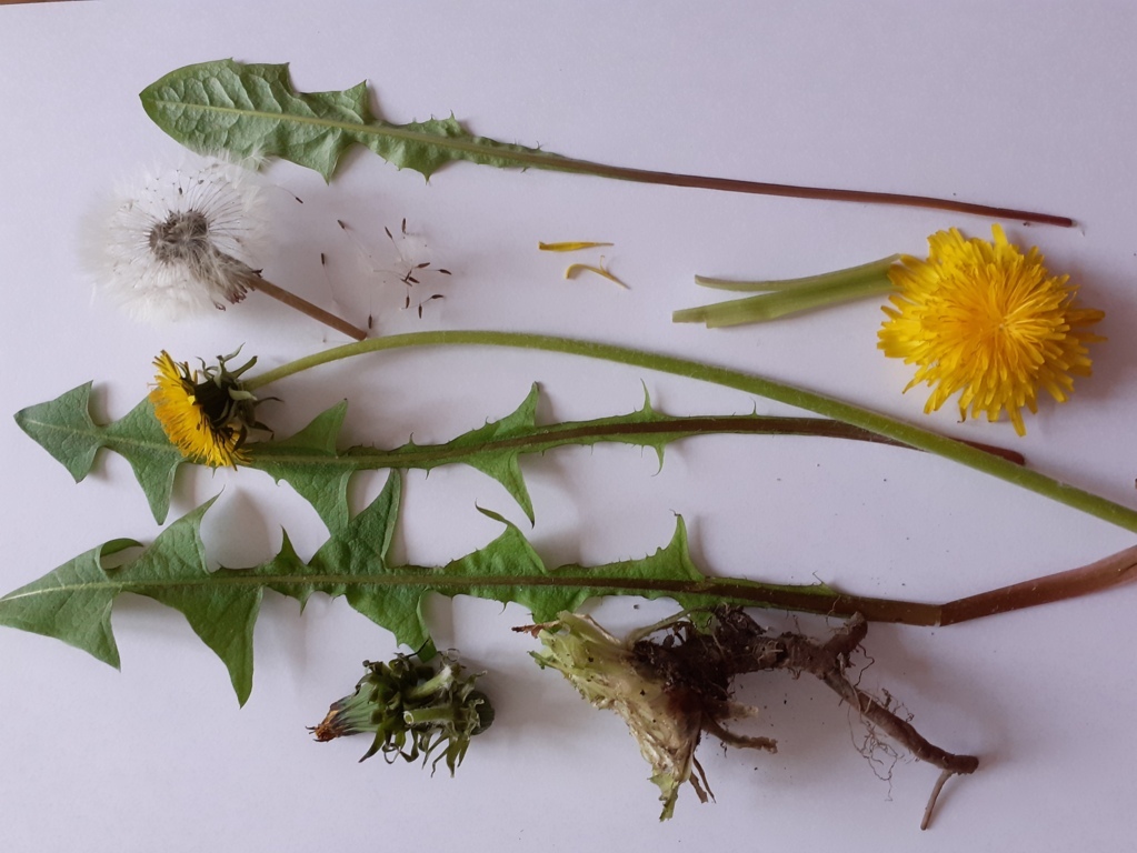 Pissenlit disséqué !!!