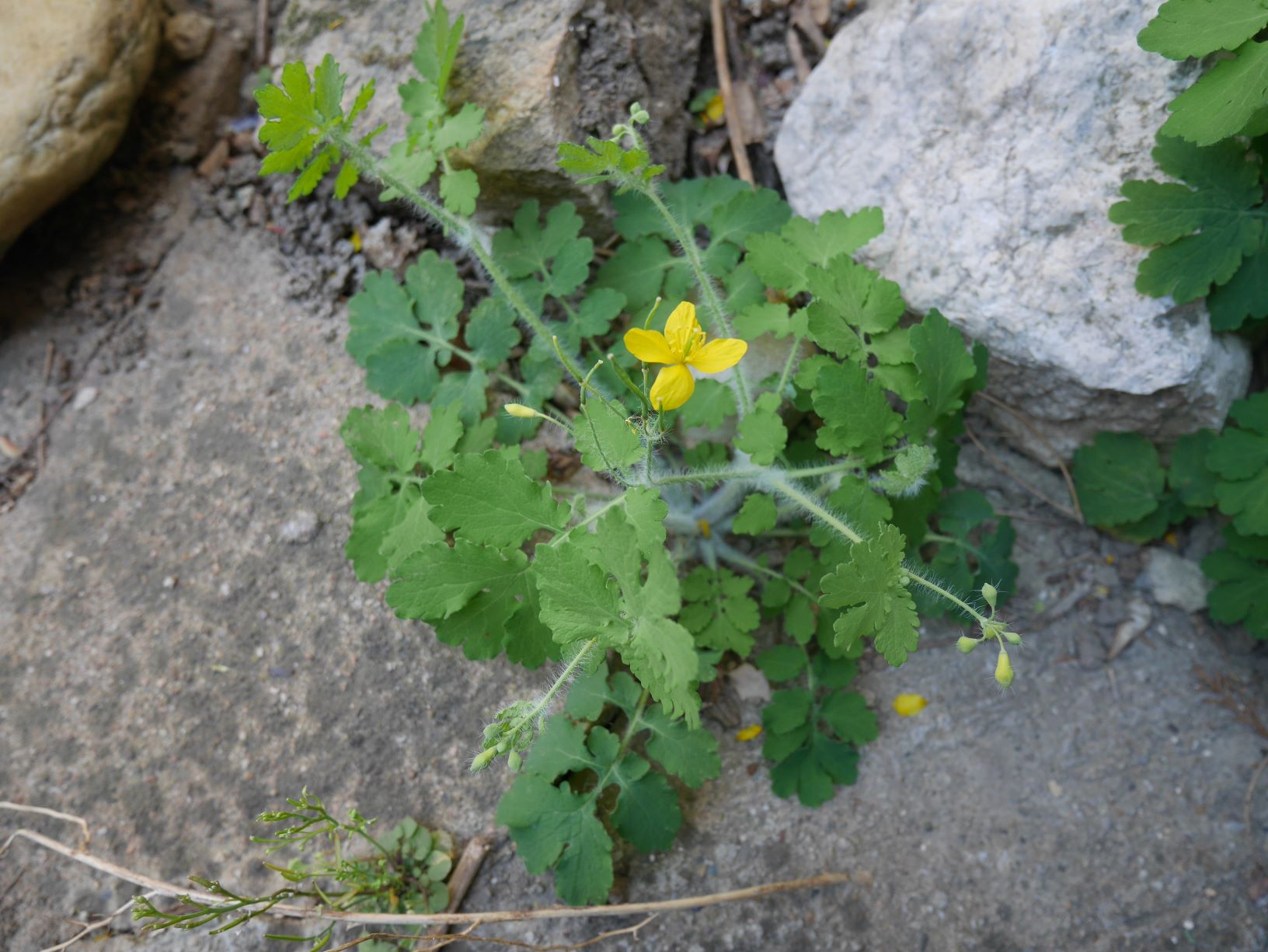 Chelidonium majus L.
