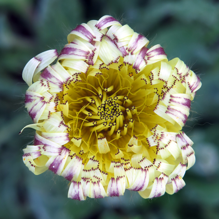 Urospermum dalechampii