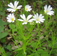 Stellaria holostea