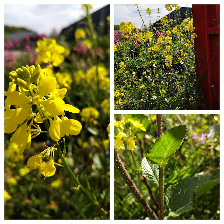 il s'agit d'un montage avec trois vues d'une brassicacée aux fleurs jaunes sans doute Sinapis arvensis