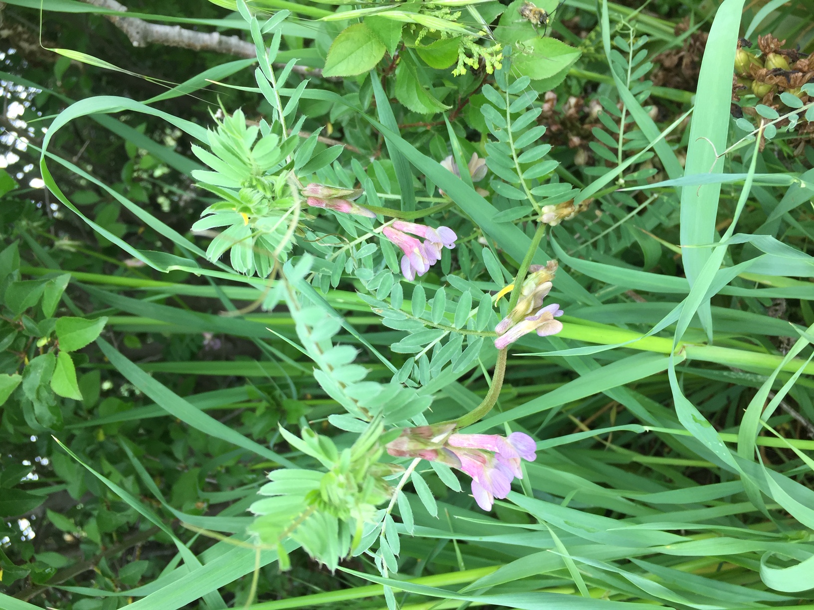 Vicia pannonica