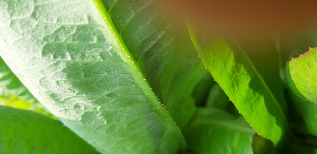 plante inconnue photo 2