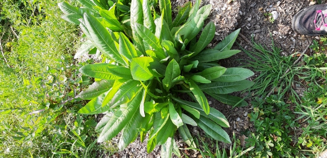 plante inconnue photo 1