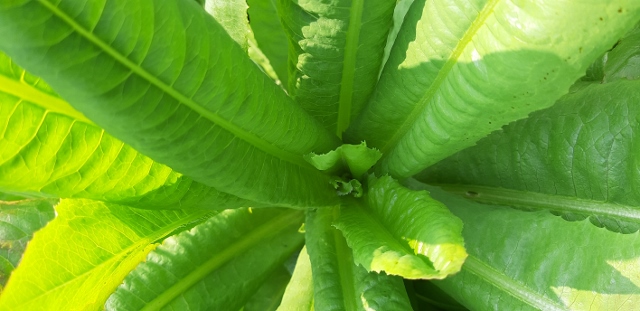 plante inconnue photo 3