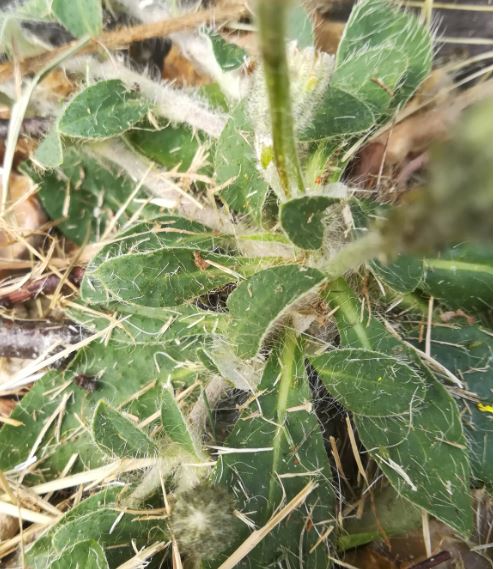 Feuilles de Piloselle