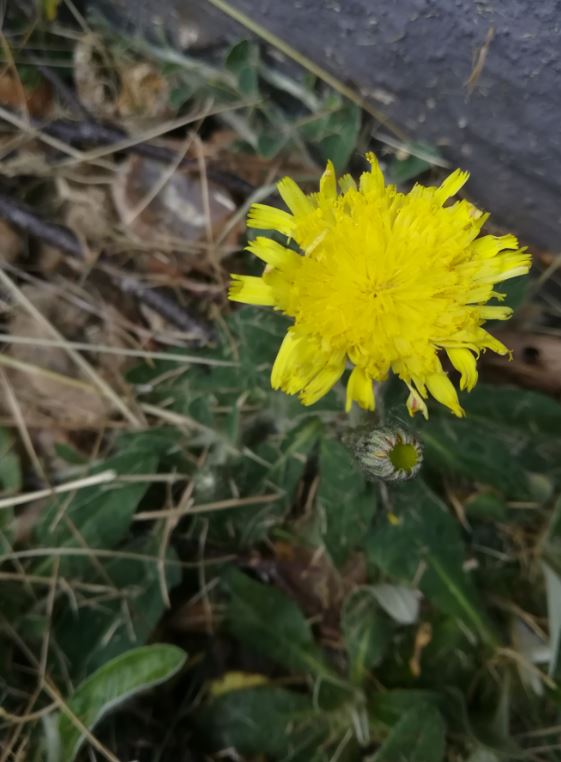Inflorescence de Piloselle
