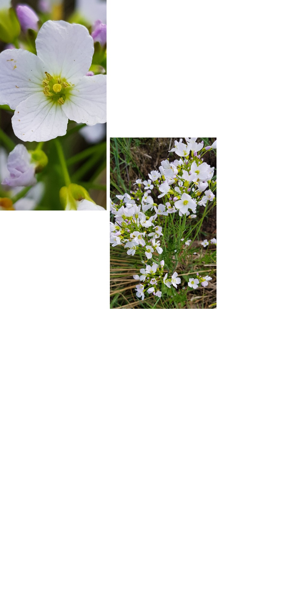 cardamine